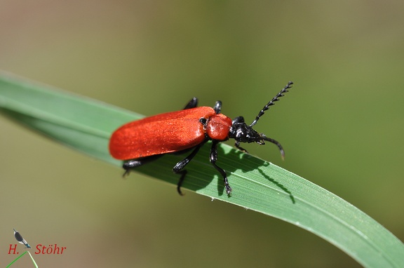 Scharlachroter Feuerkäfer (Pyrochroa coccinea)