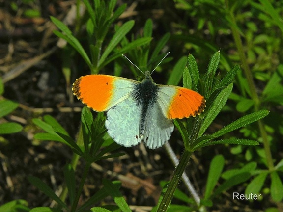 Aurorafalter (Anthocaris cardamines)