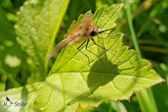 Kleiner Wollschweber (Bombylius minor) 