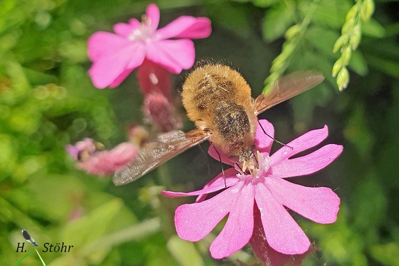 Kleiner Wollschweber (Bombylius minor) 