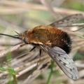 Gefleckter Wollschweber (Bombylius discolor)