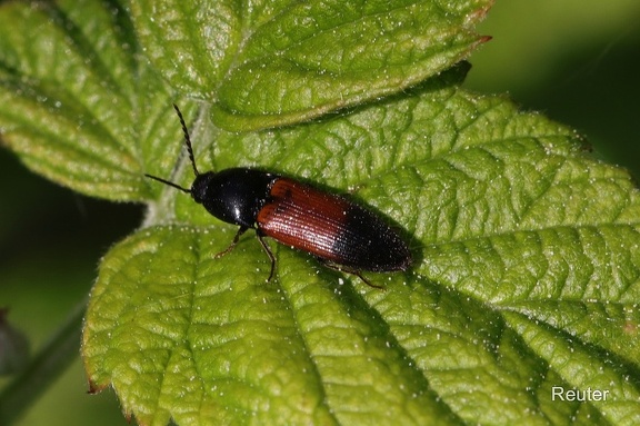 Gegürtelter Schnellkäfer (Ampedus balteatus)