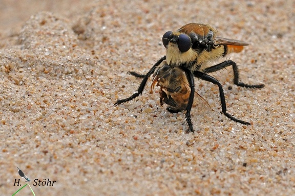 Robber Fly (Eccritosia rubriventris)