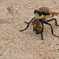 Robber Fly (Eccritosia rubriventris)