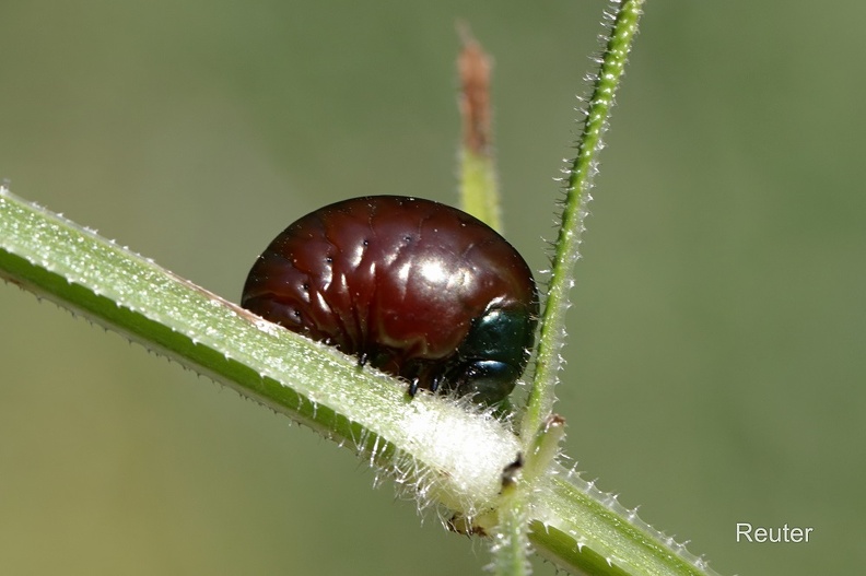 Tatzenkäfer  Larve (Timarcha tenebricosa).jpg