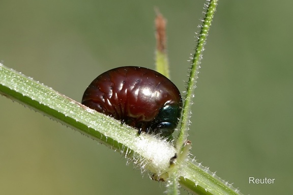 Tatzenkäfer  Larve (Timarcha tenebricosa)