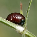 Tatzenkäfer  Larve (Timarcha tenebricosa)