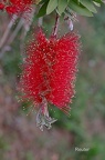 Kaminroter Zylinderputzer (Callistemon citrinus )