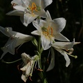 Madonnenlilie oder Weiße Lilie (Lilium candidum)