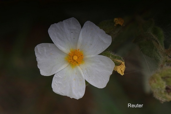 Montpellier-Zistrose (Cistus monspeliensis)