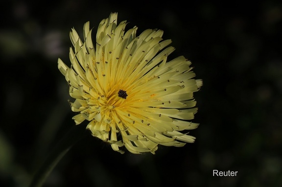 Weichhaariges Schwefelkörbchen (Urospermum dalechampii)