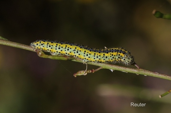 Resedafalter Raupe (Pontia edusa)