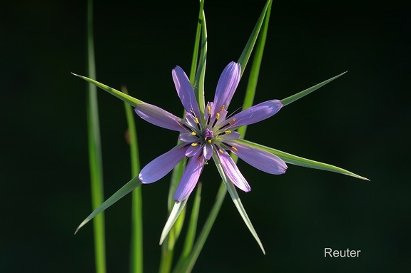 Haferwurzel (Tragopogon porrifolius)