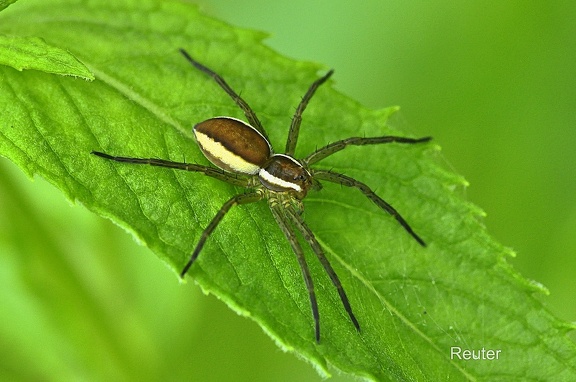 Gerandete Jagdspinne (Dolomedes fimbriatus)