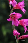 Acker-Gladiole (Gladiolus italicus)