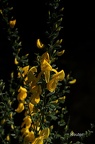 Heideginster (Genista pilosa)1