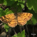 Heidespanner (Ematurga atomaria)
