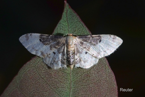 Glänzender Südlicher Zwergspanner (Idaea filicata)