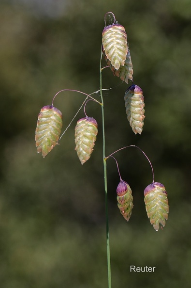 Großes Zittergras (Briza maxima)