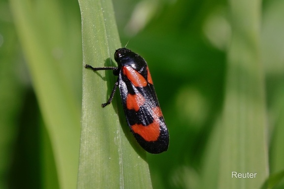 Gemeine Blutzikade (Cercopis vulnerata)