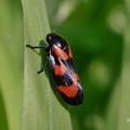 Gemeine Blutzikade (Cercopis vulnerata)