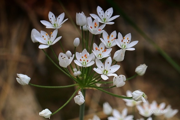 Neapolitanischer Lauch (Allium neapolitanum)