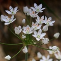 Neapolitanischer Lauch (Allium neapolitanum)