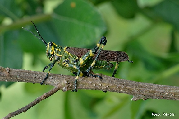 Soldier Grasshopper (Chromacris speciosa)