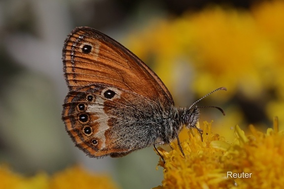 Elba-Wiesenvögelchen (Coenonympha elbana.)