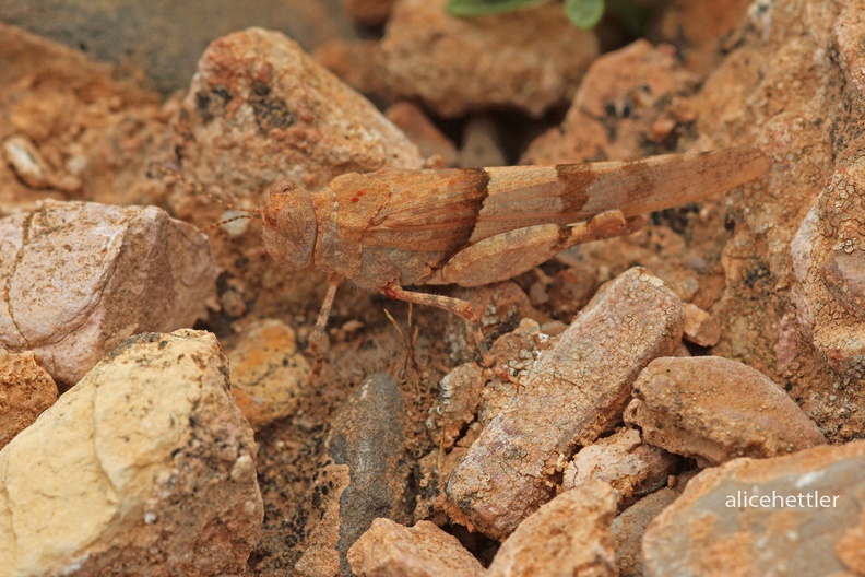 Sandschrecke (Sphingonotus sp.)