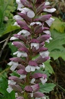 Balkan-Bärentatze (Acanthus hungaricus)