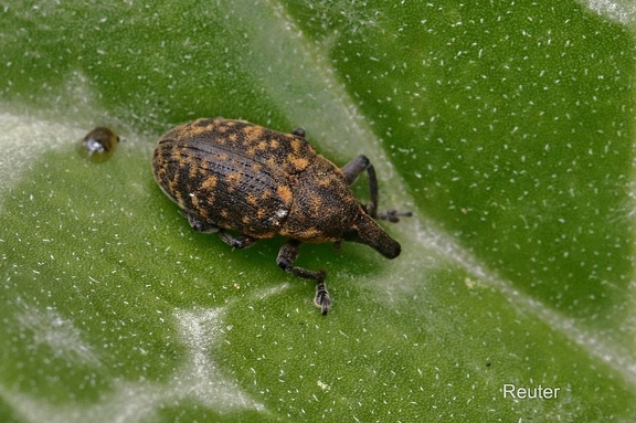 Kratzdistel-Rüssler (Larinus turbinatus)