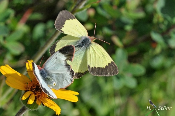 Zitronengelber Heufalter (Colias palaeno)