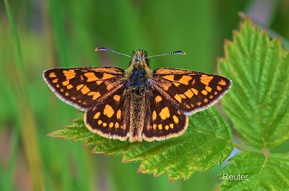 Gelbwürfeliger Dickkopffalter (Carterocephalus palaemon)