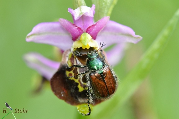 Gartenlaubkäfer (Phyllopertha horticola)