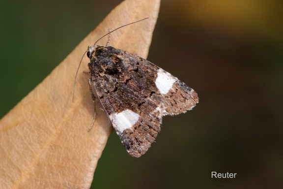 Ackerwinden-Trauereule (Tyta luctuosa)