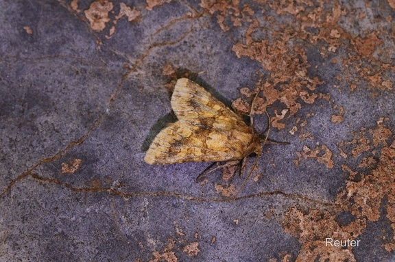 Braungelbe Leimkrauteule (Luteohadeno luteaga)