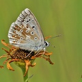 Silbergrüner Bläuling (Polyommatus coridon)
