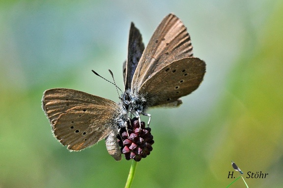 Dunkler Wiesenknopf-Ameisenbläuling (Phengaris nausithous)