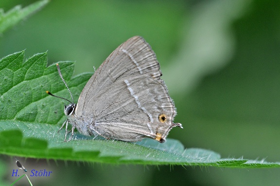 Blauer Eichenzipfelfalter (Neozephyrus quercus)