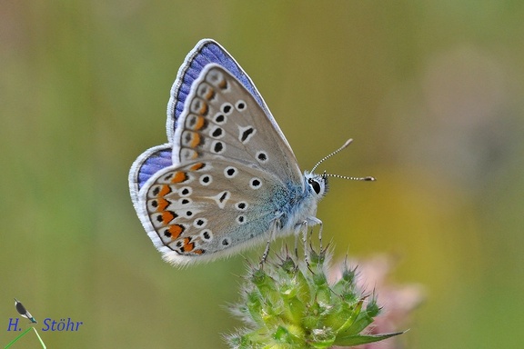 Hauhechel-Bläuling (Polyommatus icarus)