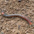 Juveniler Europäischer Riesenläufer (Scolopendra cingulata)