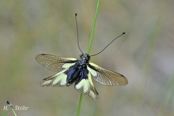 Libellen-Schmetterlingshaft (Libelloides coccajus) 