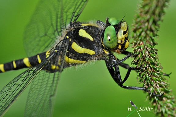 Gestreifte Quelljungfer (Cordulegaster bidentata)