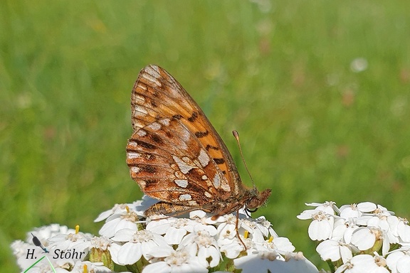 Hainveilchen-Perlmutterfalter (Boloria dia)