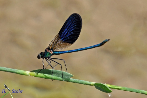 Gebänderte Prachtlibelle (Calopteryx splendens amasina)