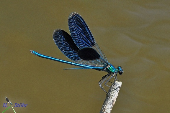 Gebänderte Prachtlibelle (Calopteryx splendens caprai)