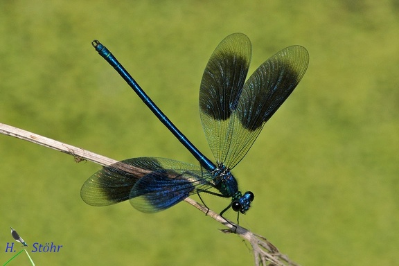 Gebänderte Prachtlibelle (Calopteryx splendens)