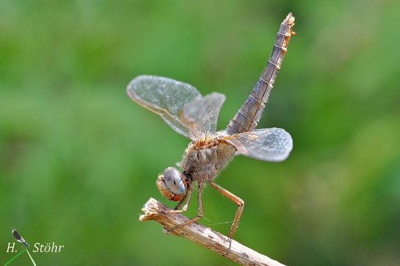 Feuerlibelle (Crocothemis erythraea)