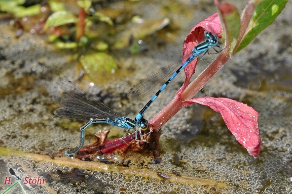 Helm-Azurjungfer (Coenagrion mercuriale)
